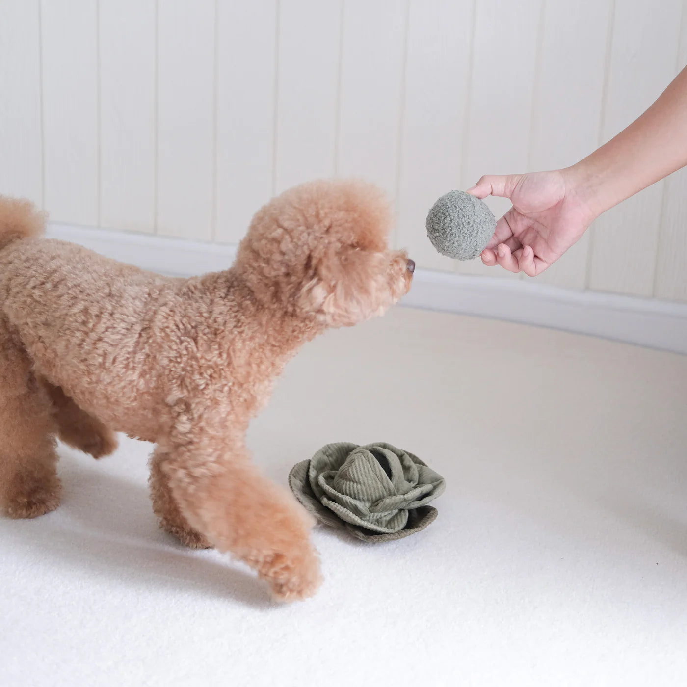 CABBAGE POP SNUFFLE TOY