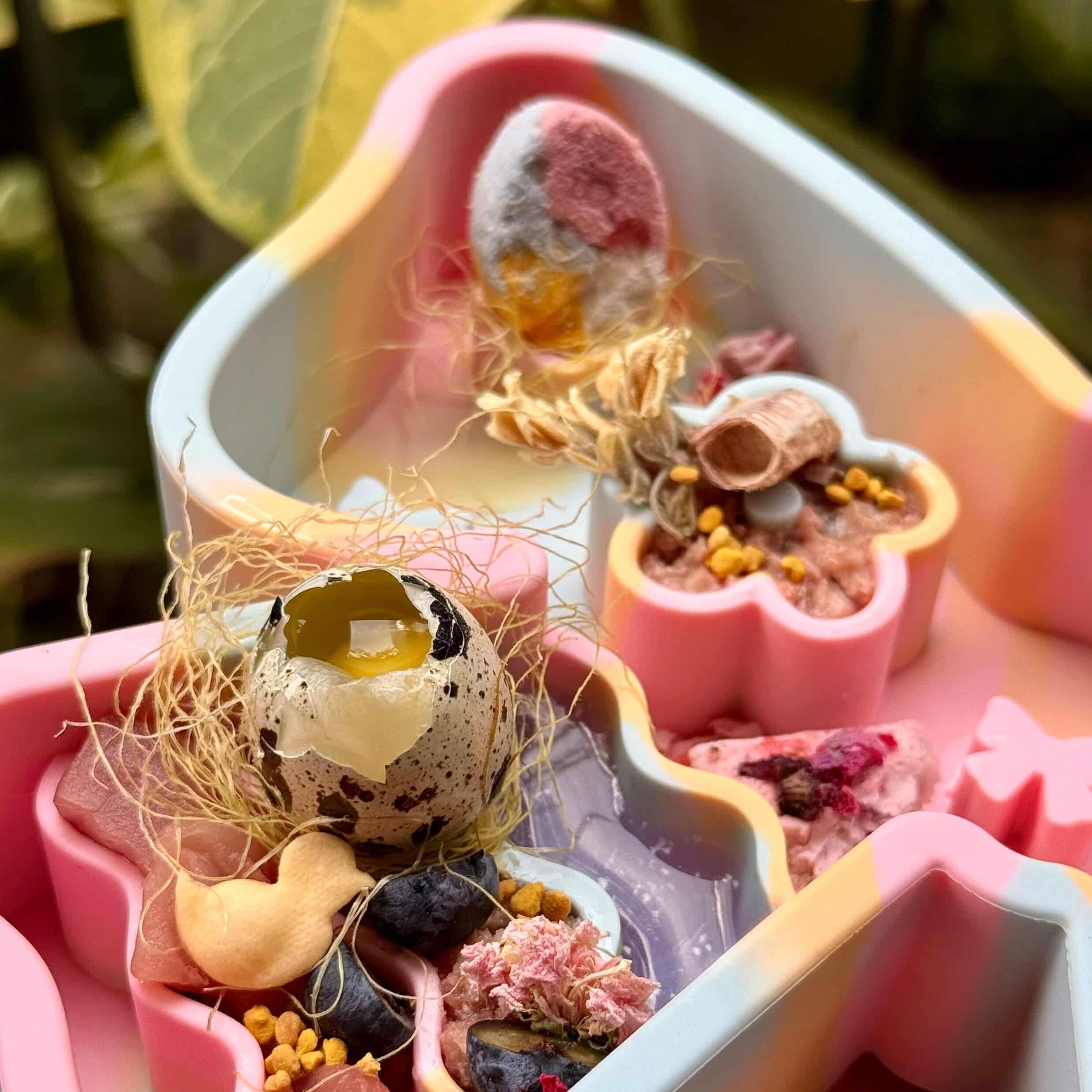 coquette forage feeder in paddle pop (sold out)
