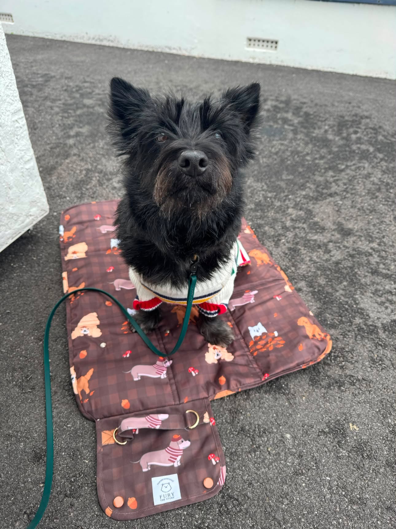 dogs in the woods settle mat
