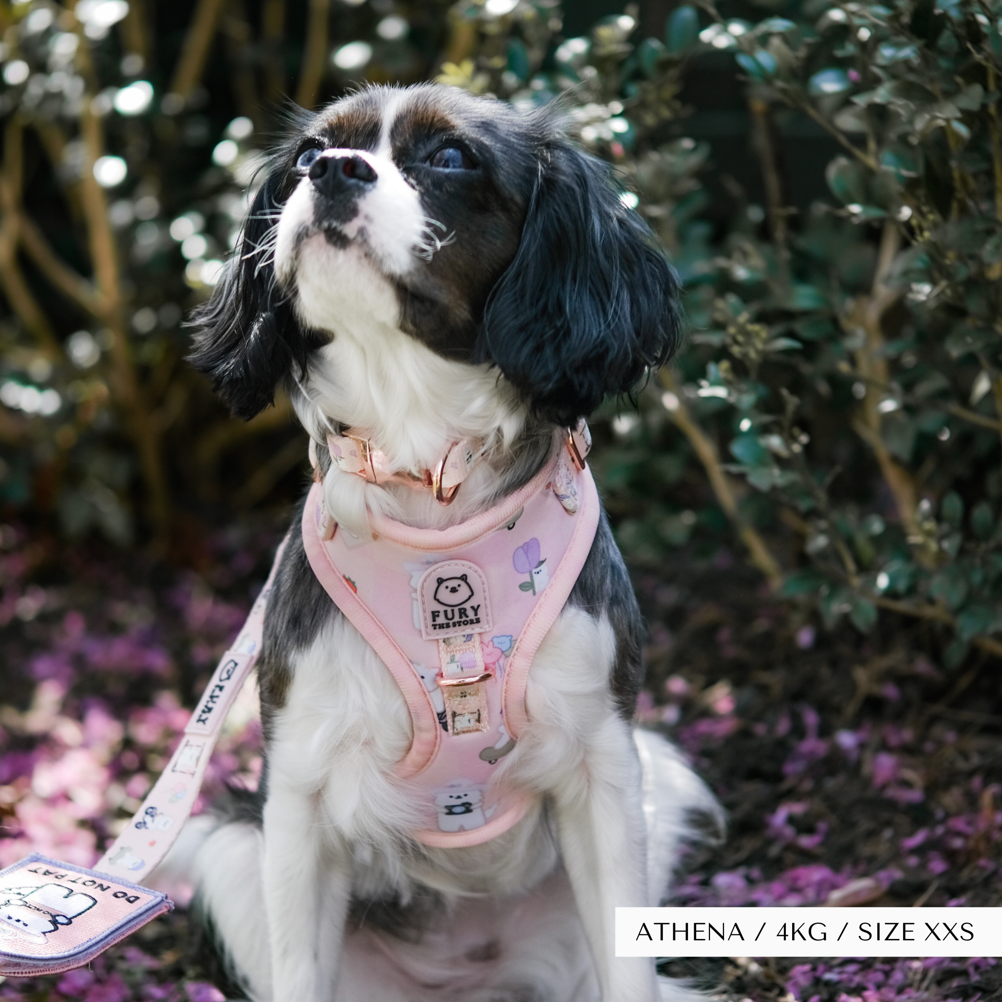 'summit in paris' harness