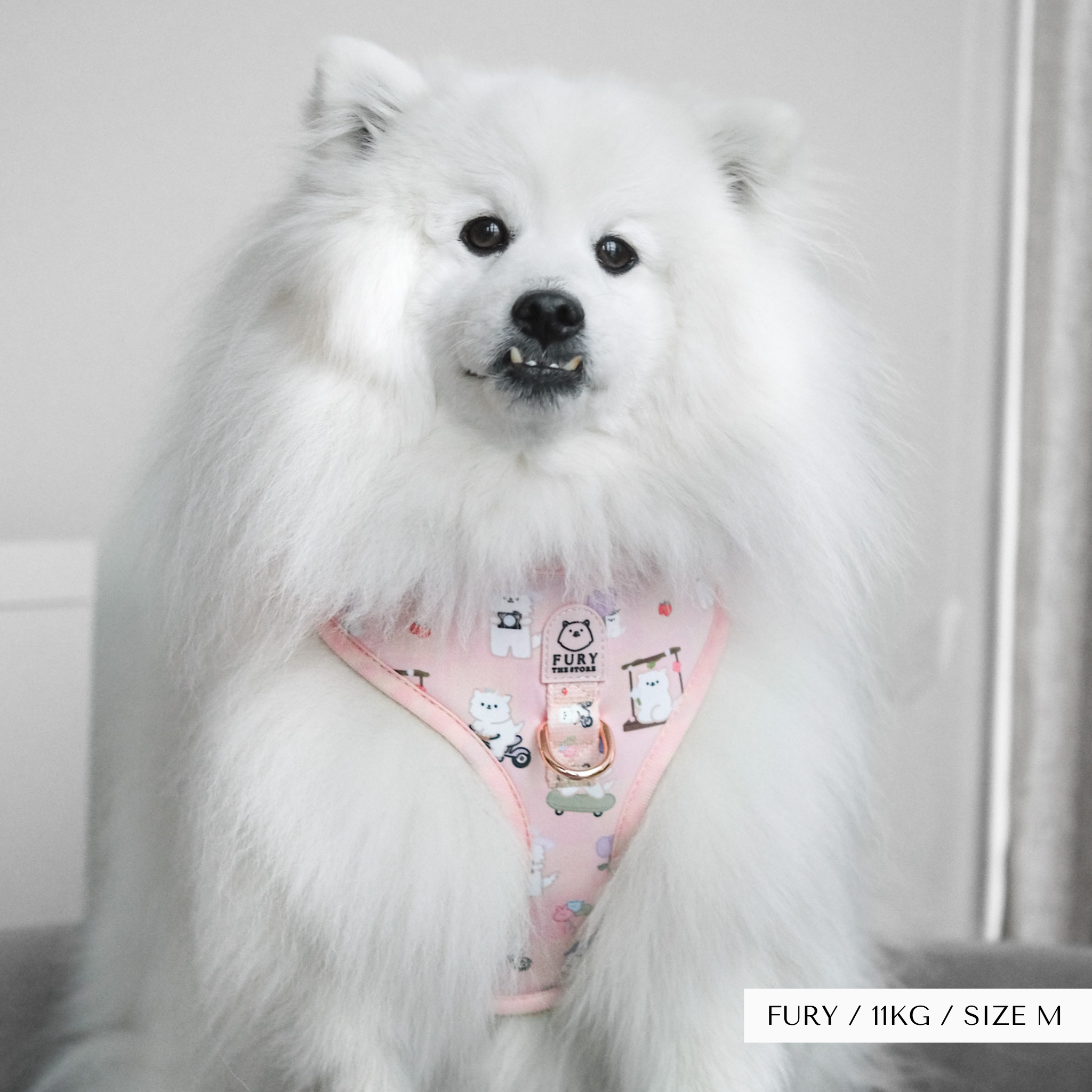 'summit in paris' walk bundle