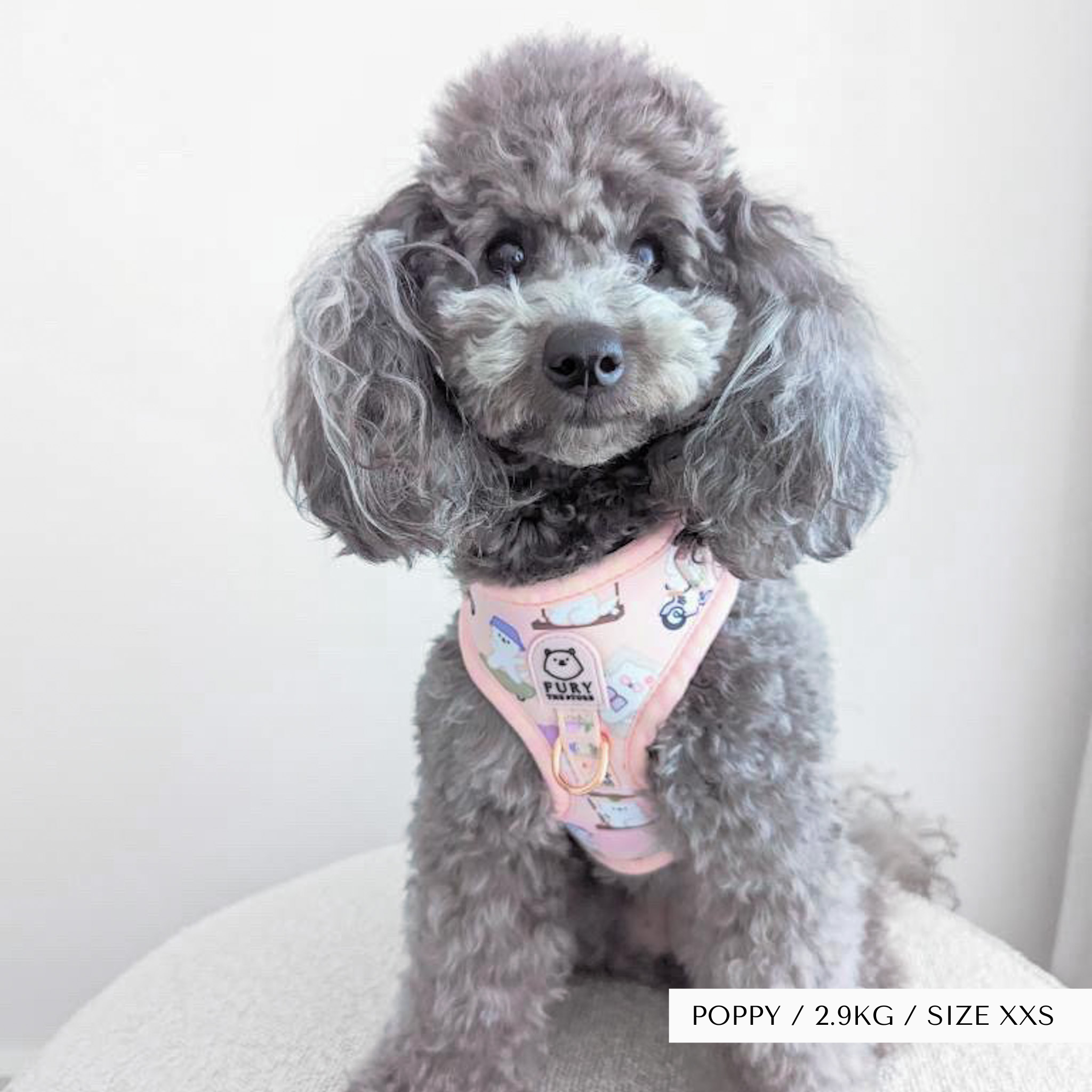 'summit in paris' harness