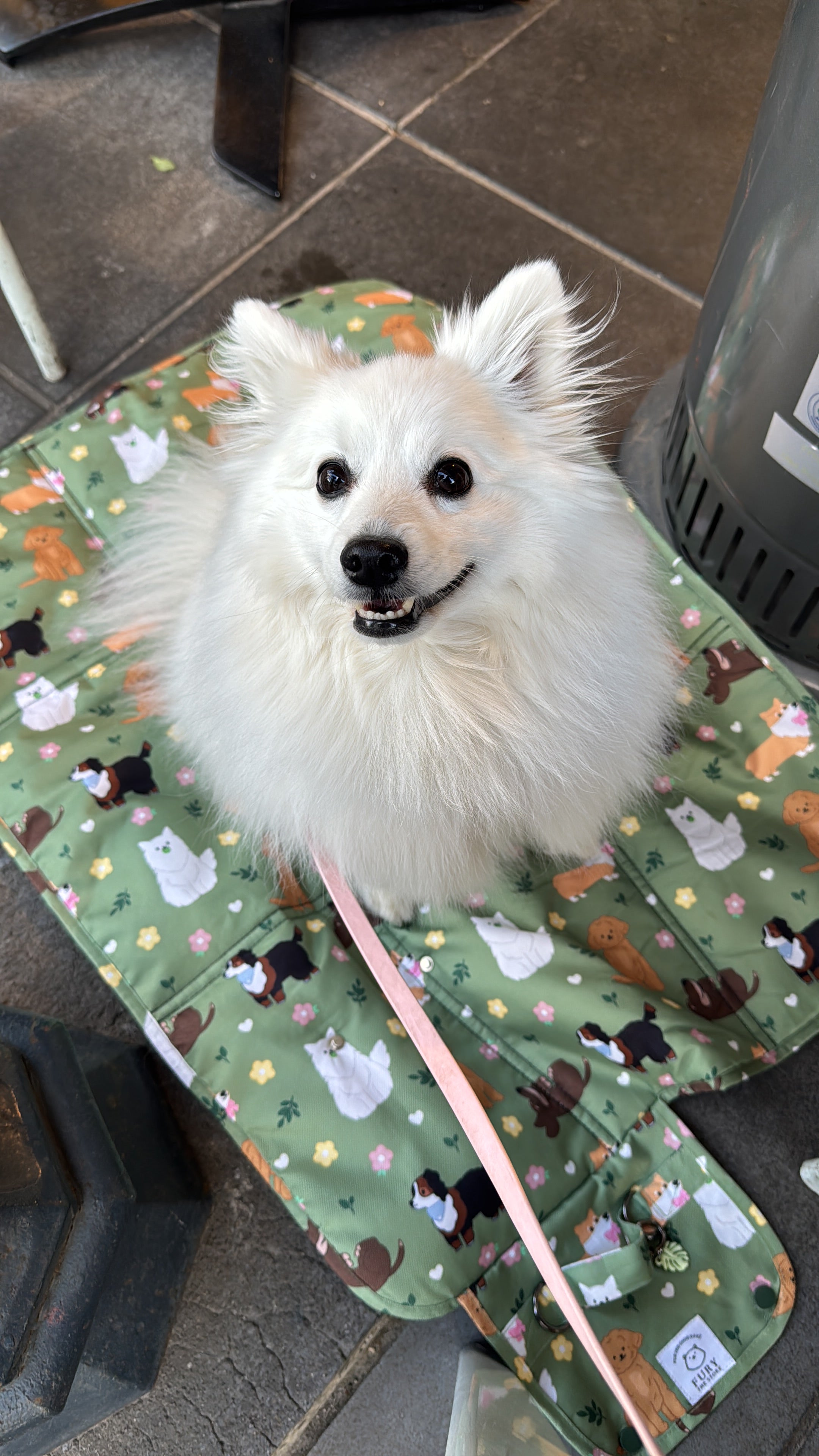 dogs at the park settle mat
