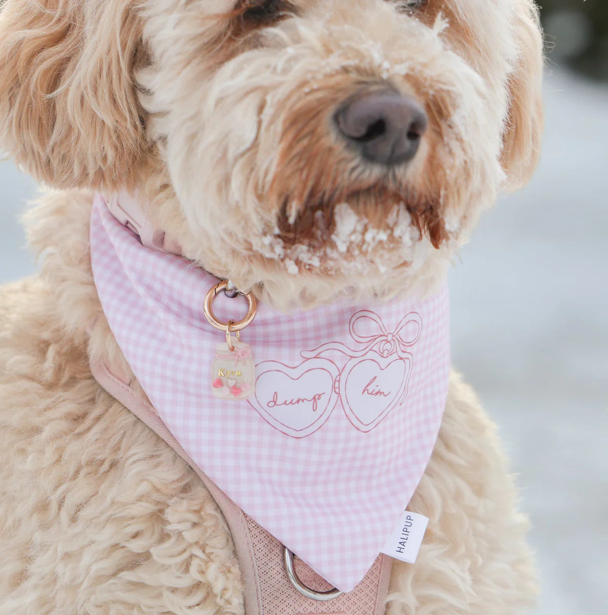 dump him dog bandana | halipup