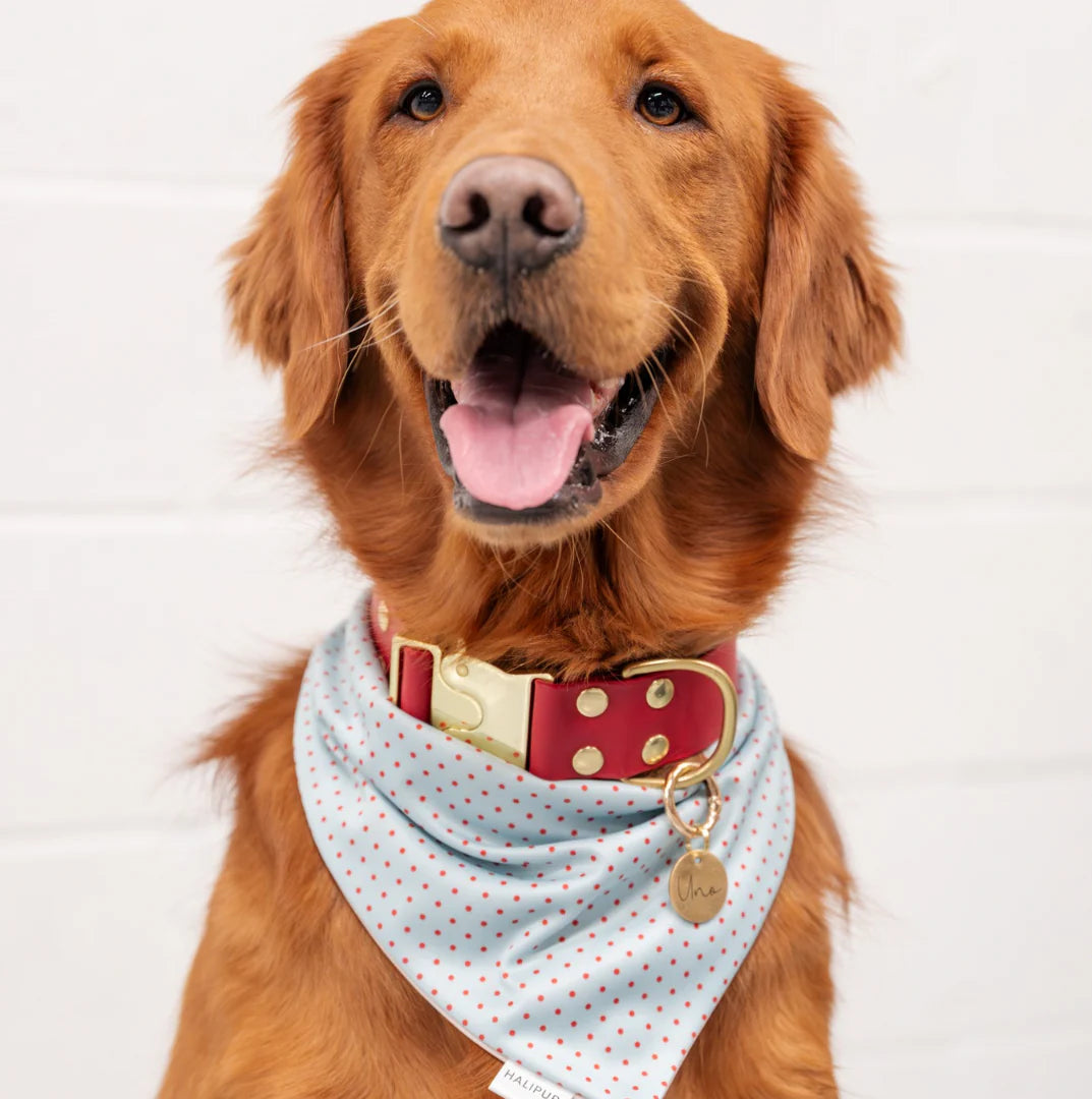 darling dog bandana | halipup