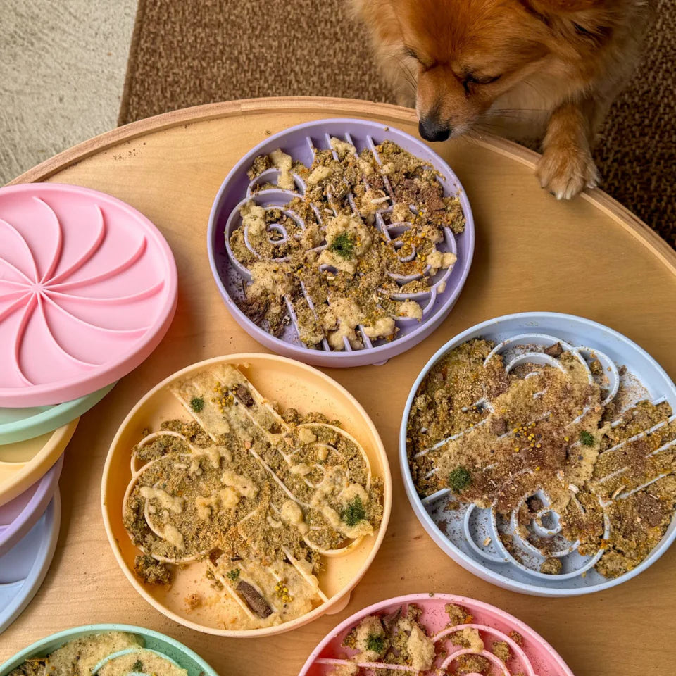 zoomies slow feeder bowl | ollie b good
