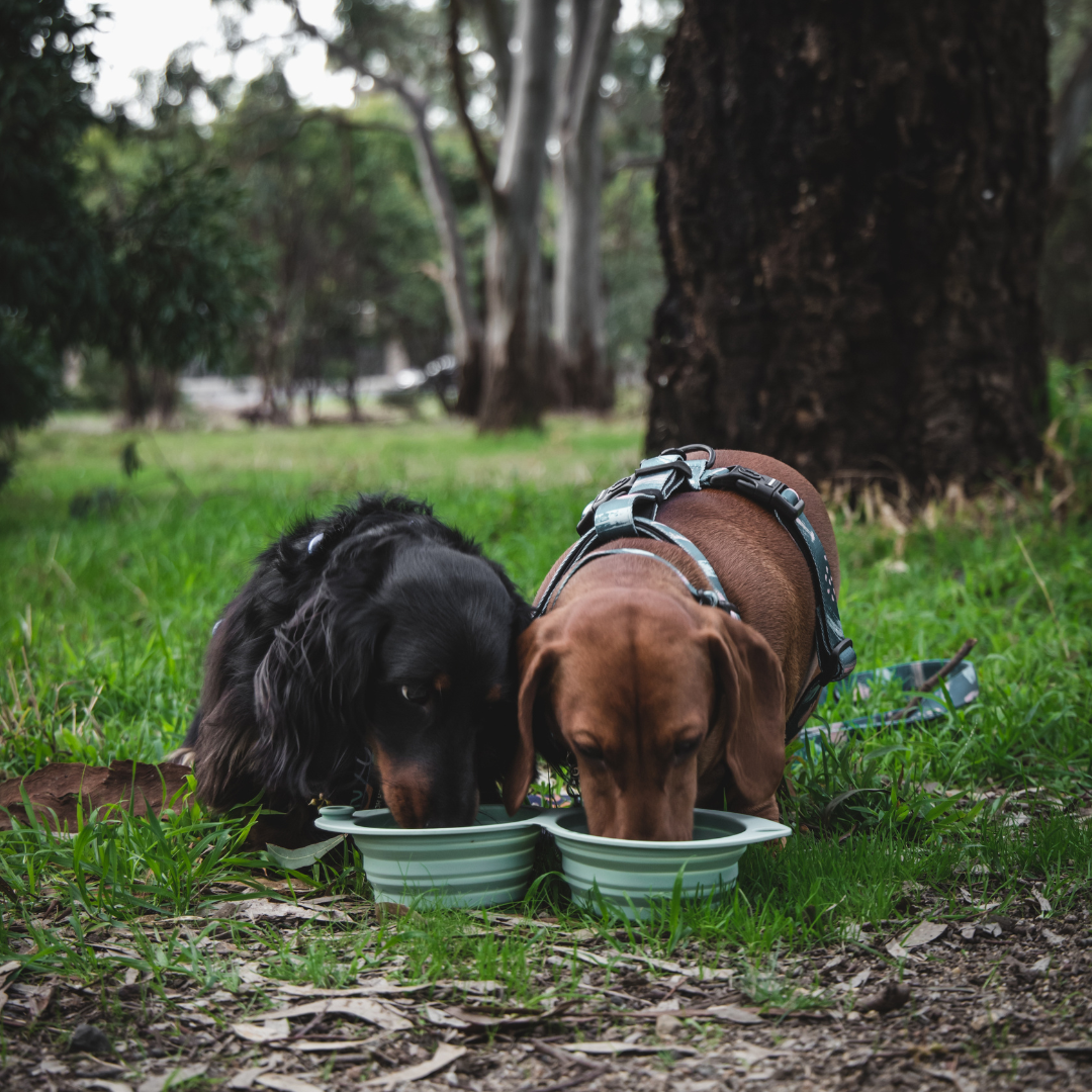 the sluurp bowl
