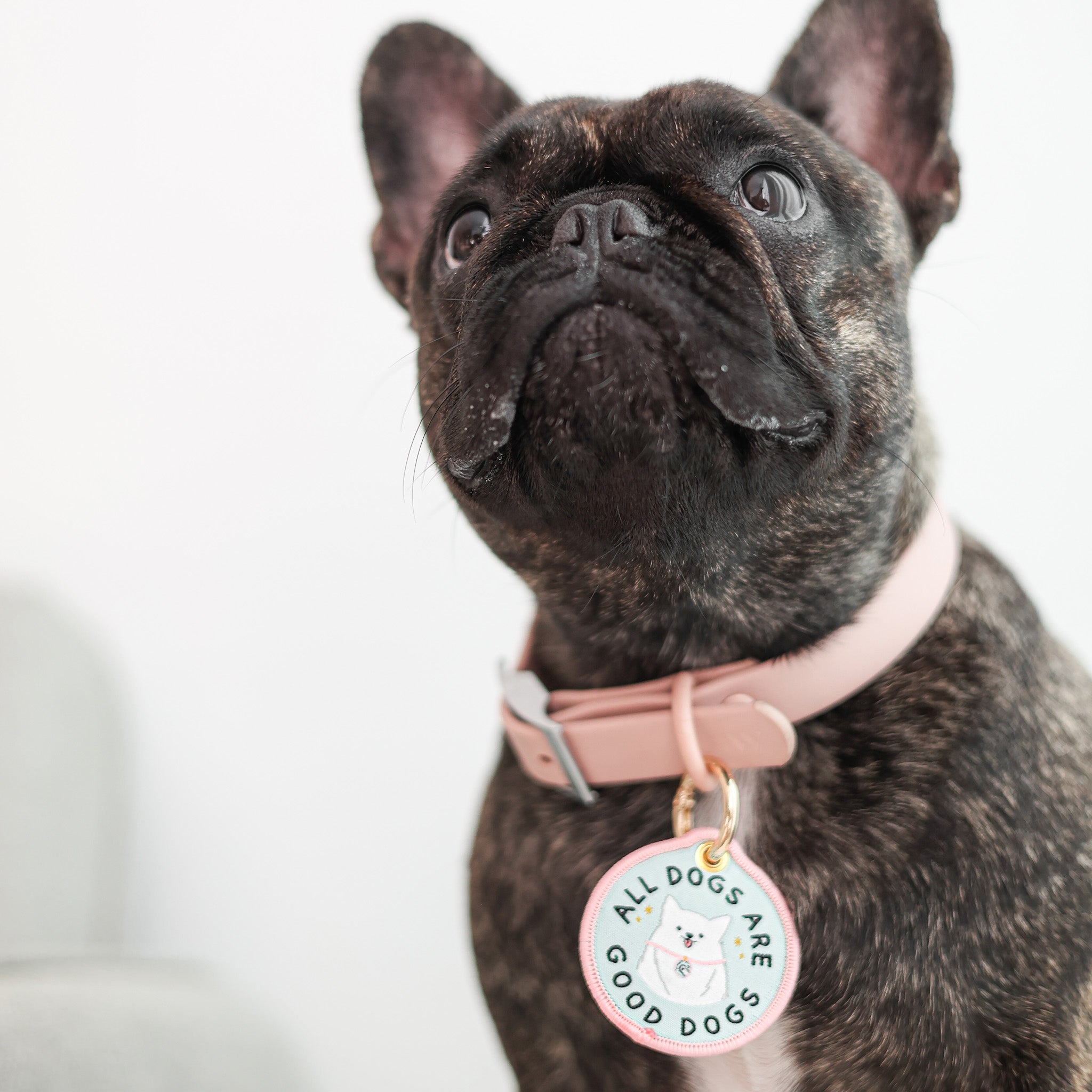 the good dog tag (summit)