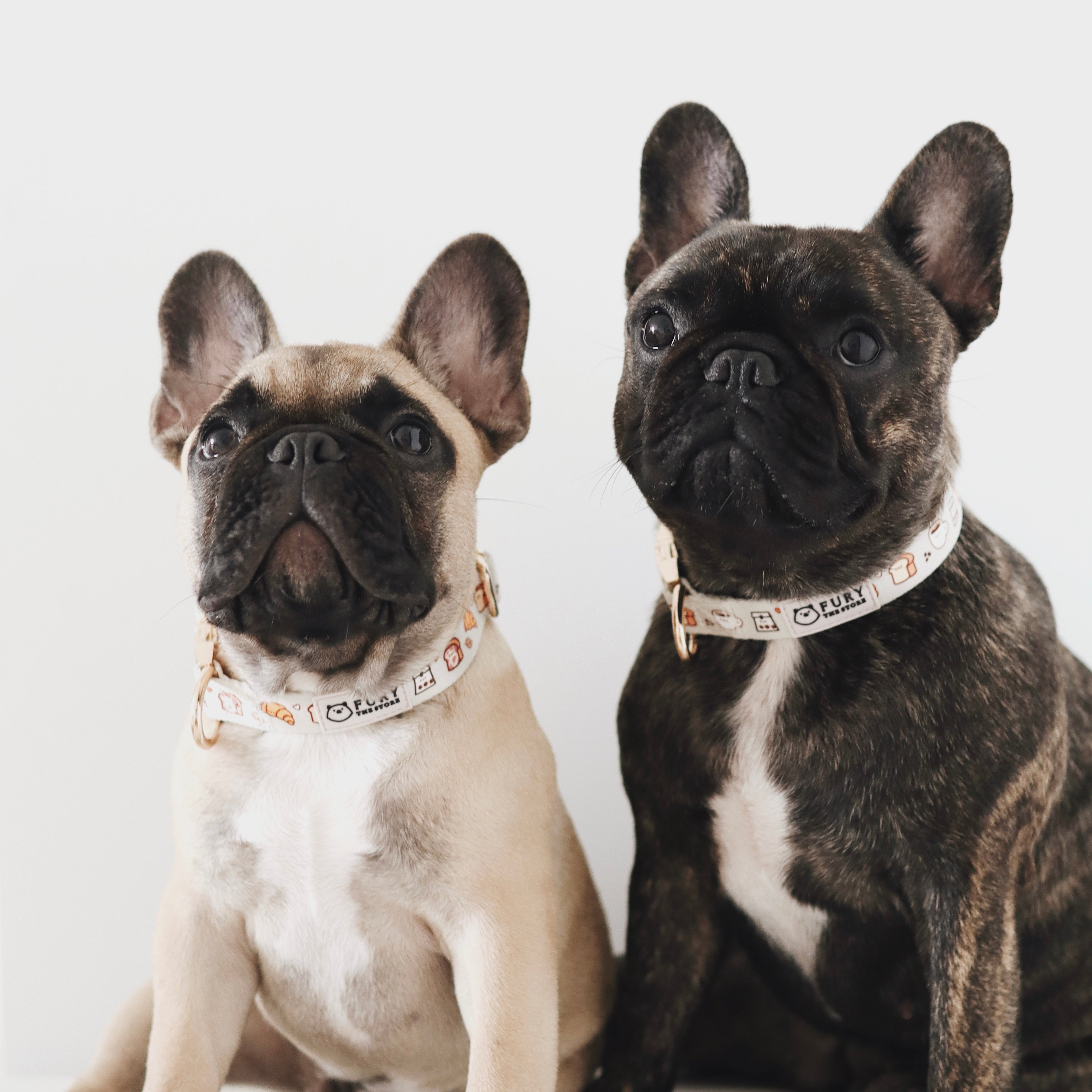 the melbourne collar