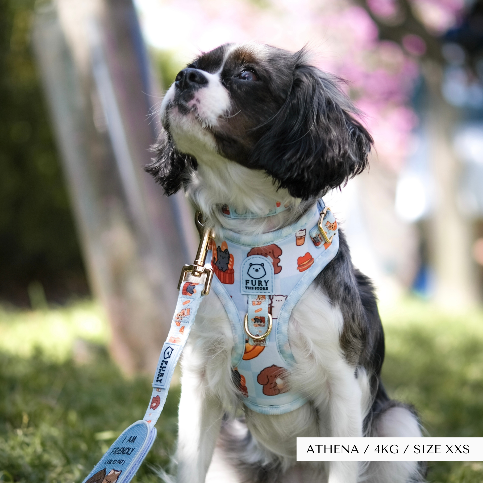'fury&friends in nyc' harness