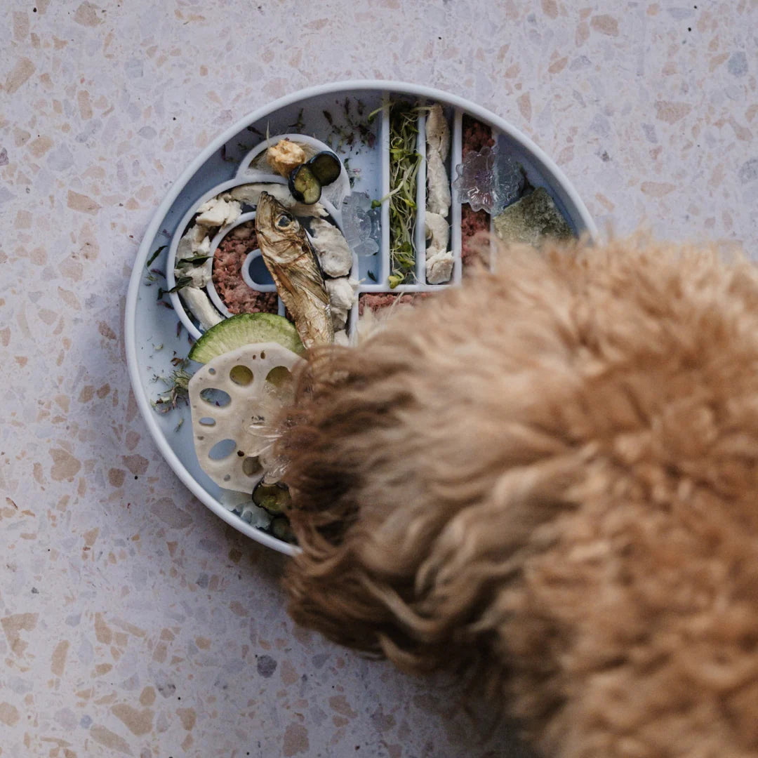 zoomies slow feeder bowl | ollie b good