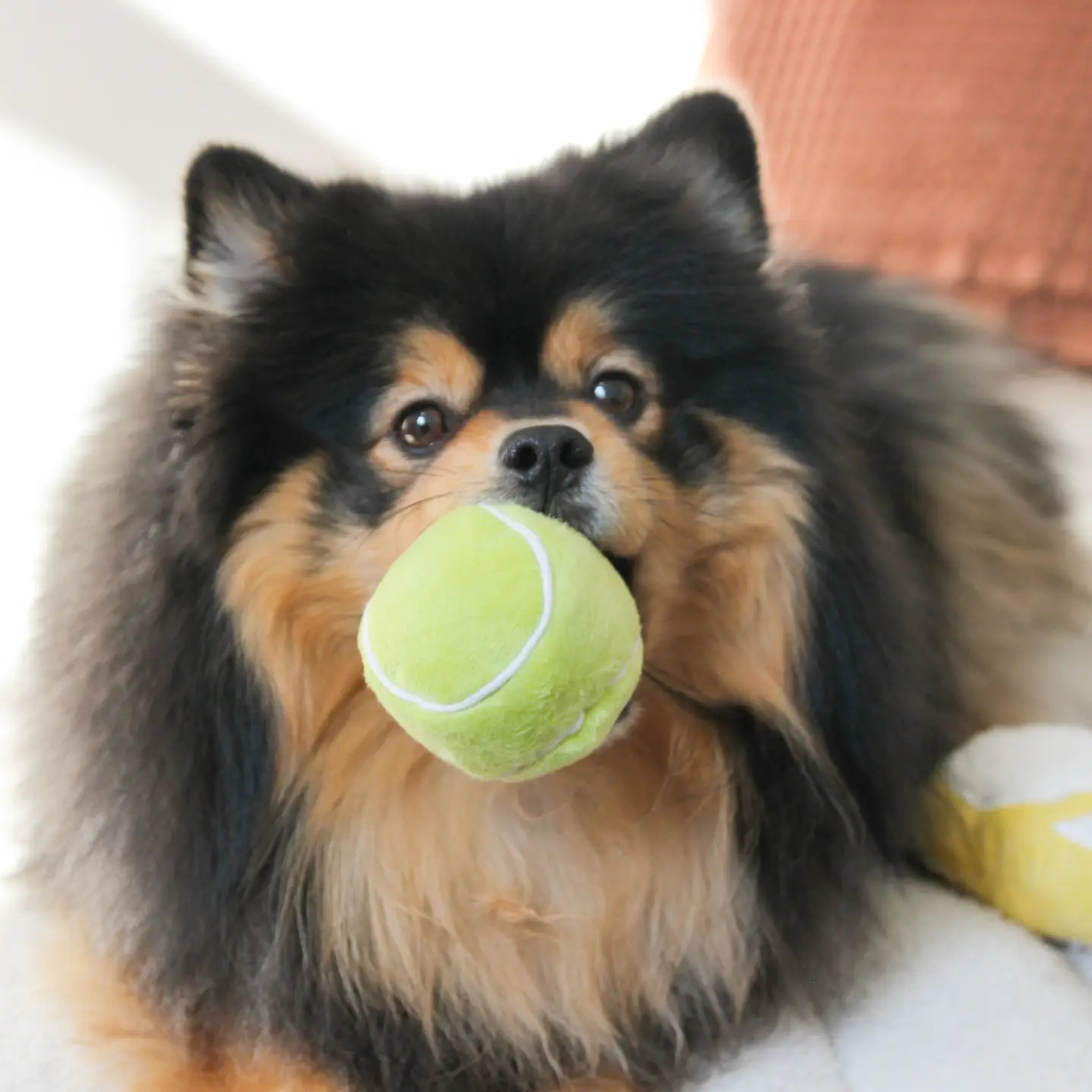 tennis pop toy | lambwolf co