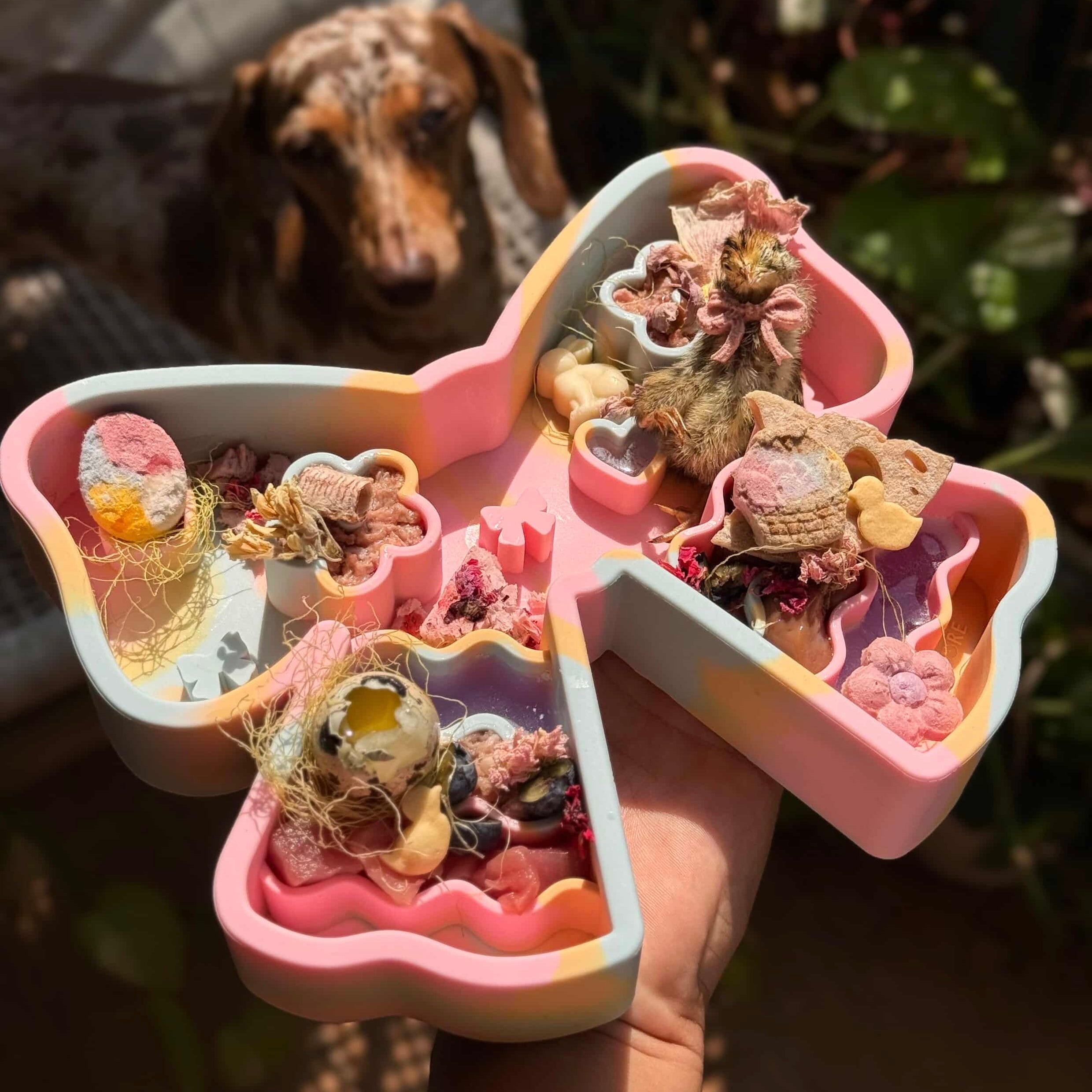 coquette forage feeder in paddle pop