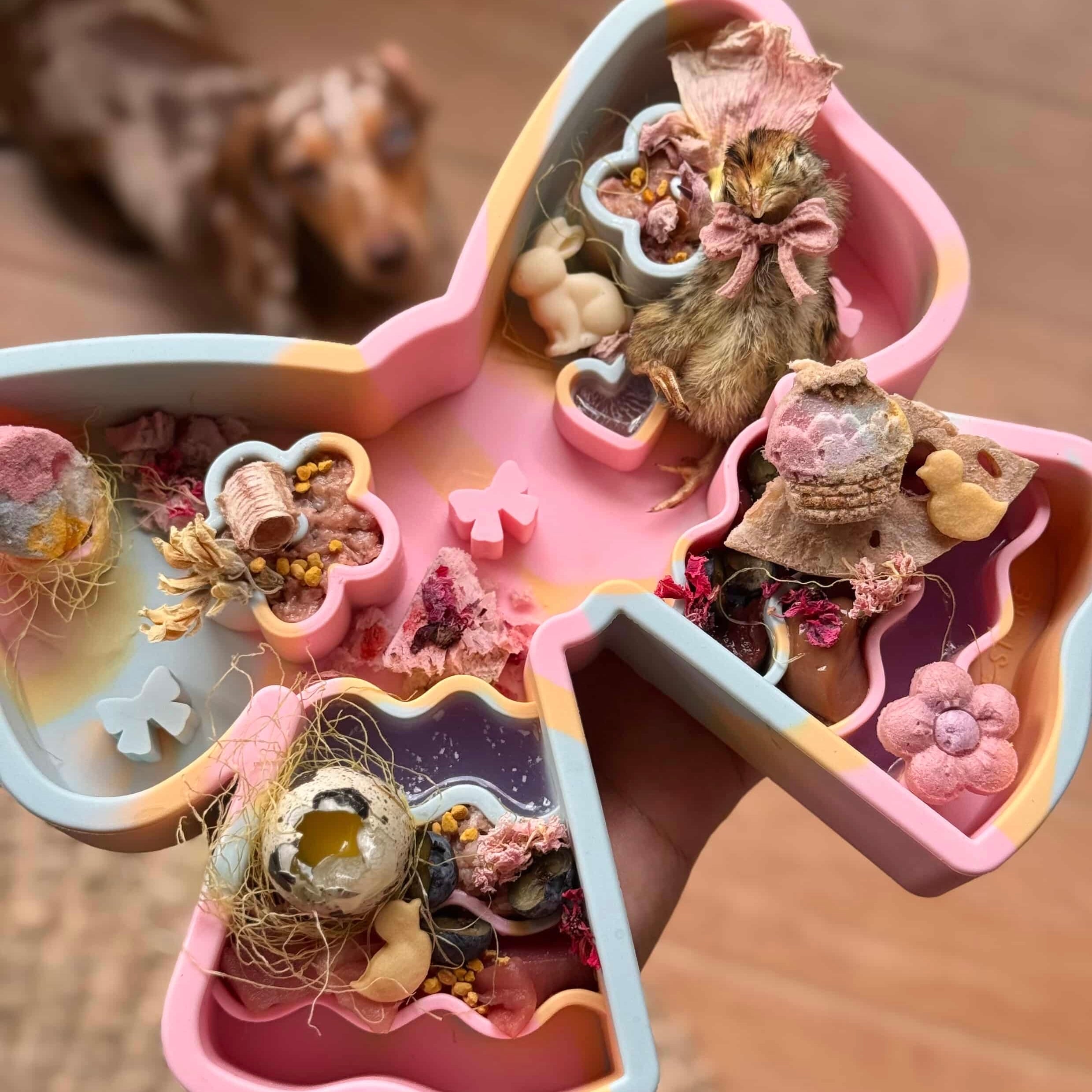 coquette forage feeder in paddle pop (sold out)