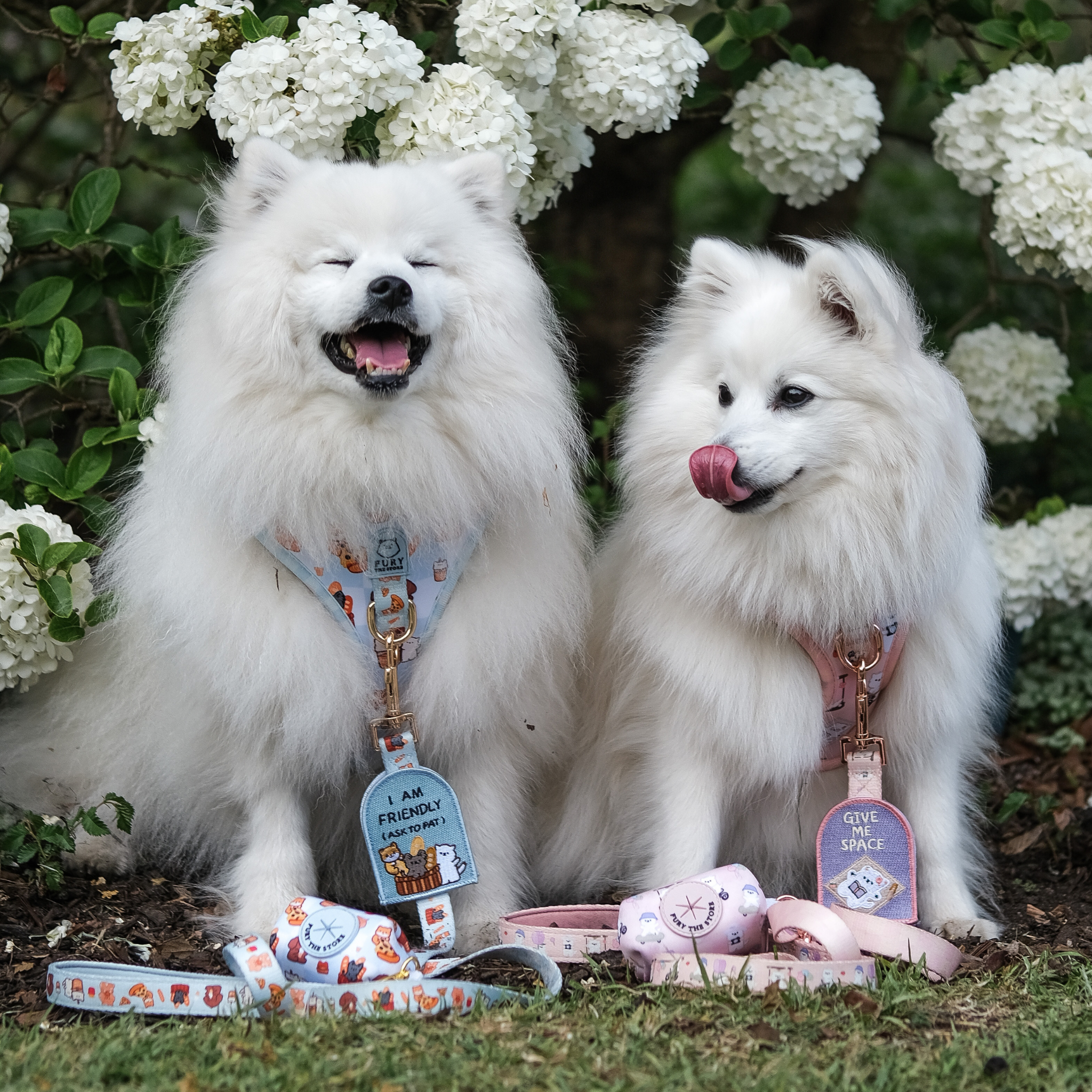 'fury&friends in nyc' harness