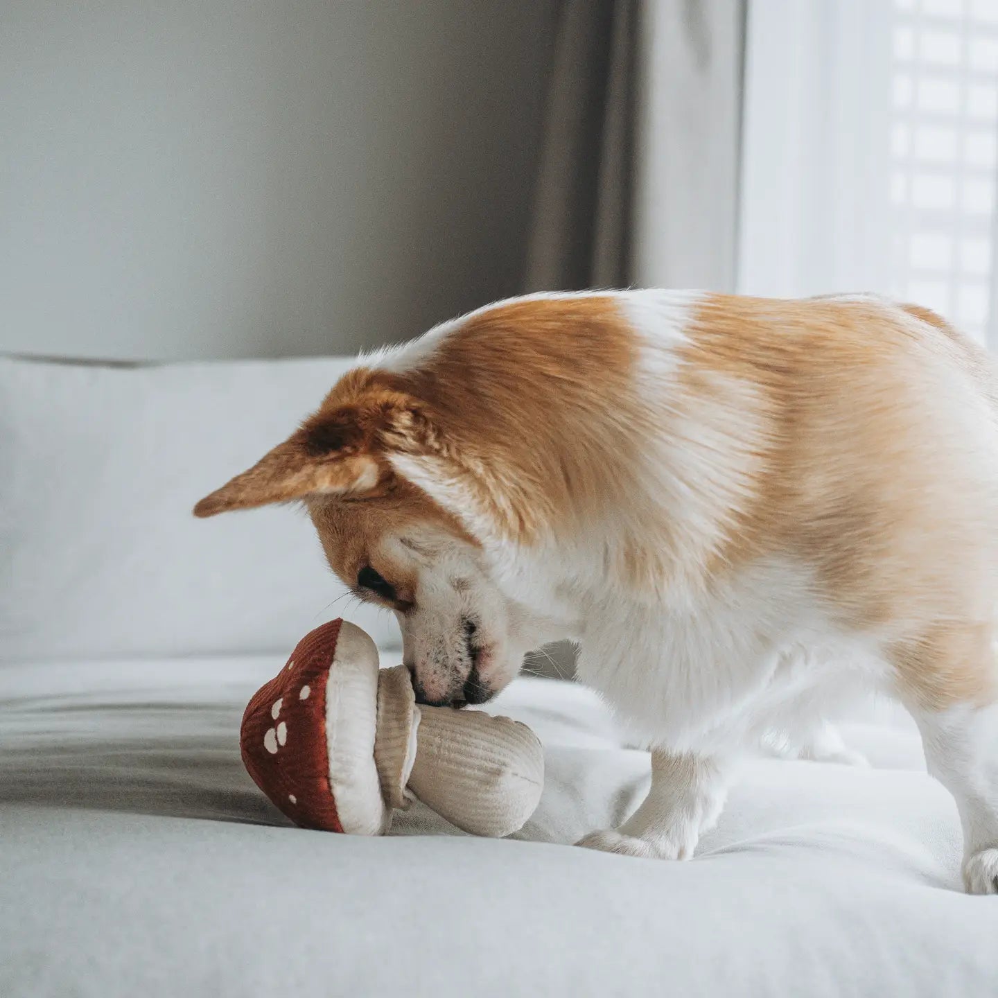 shroom squeaky snuffle toy | lambwolf co