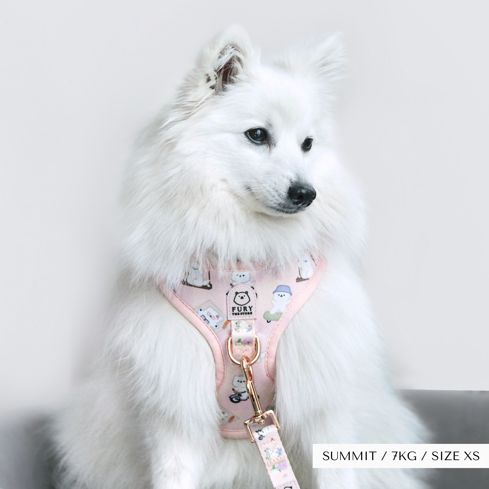 'summit in paris' walk bundle