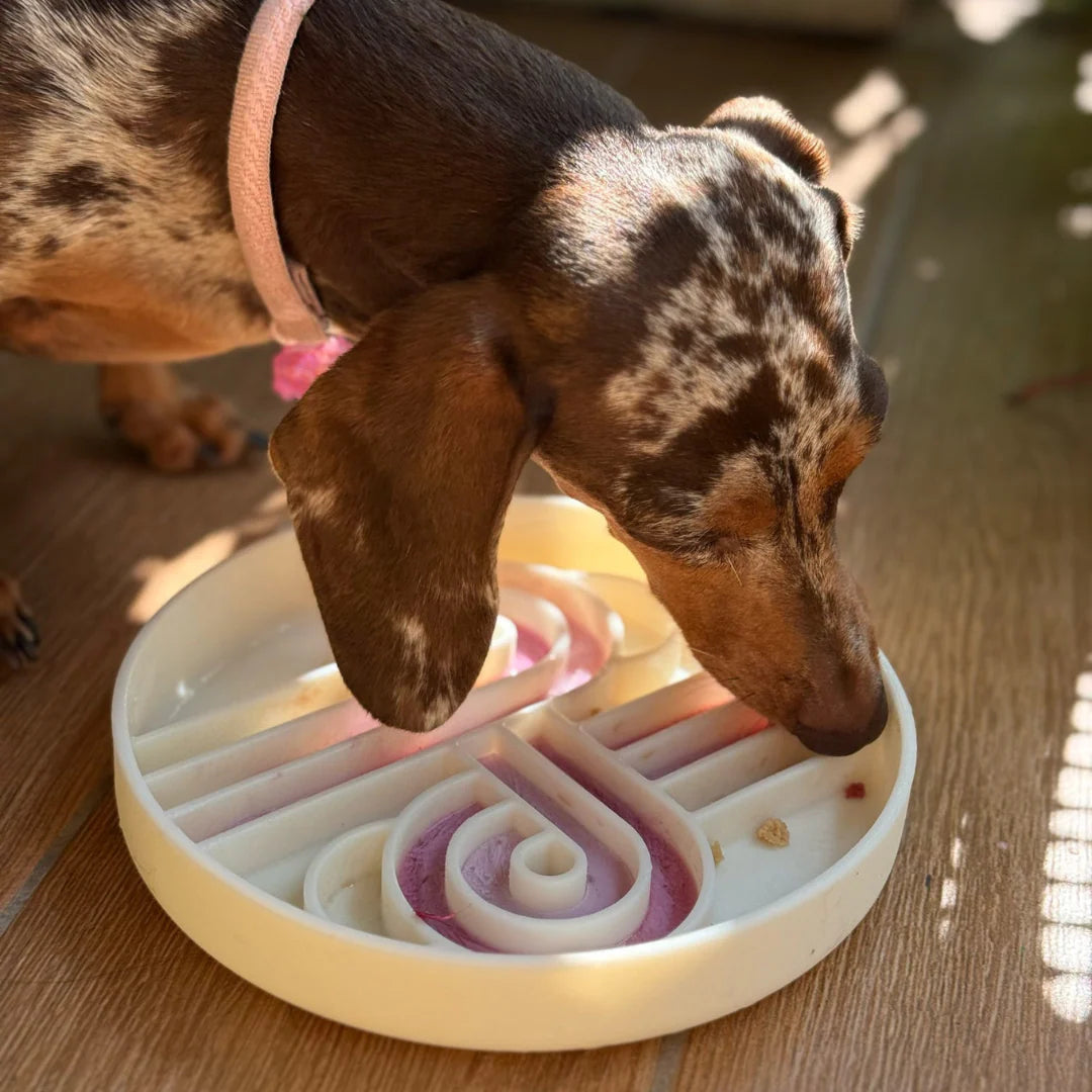 zoomies slow feeder bowl | ollie b good