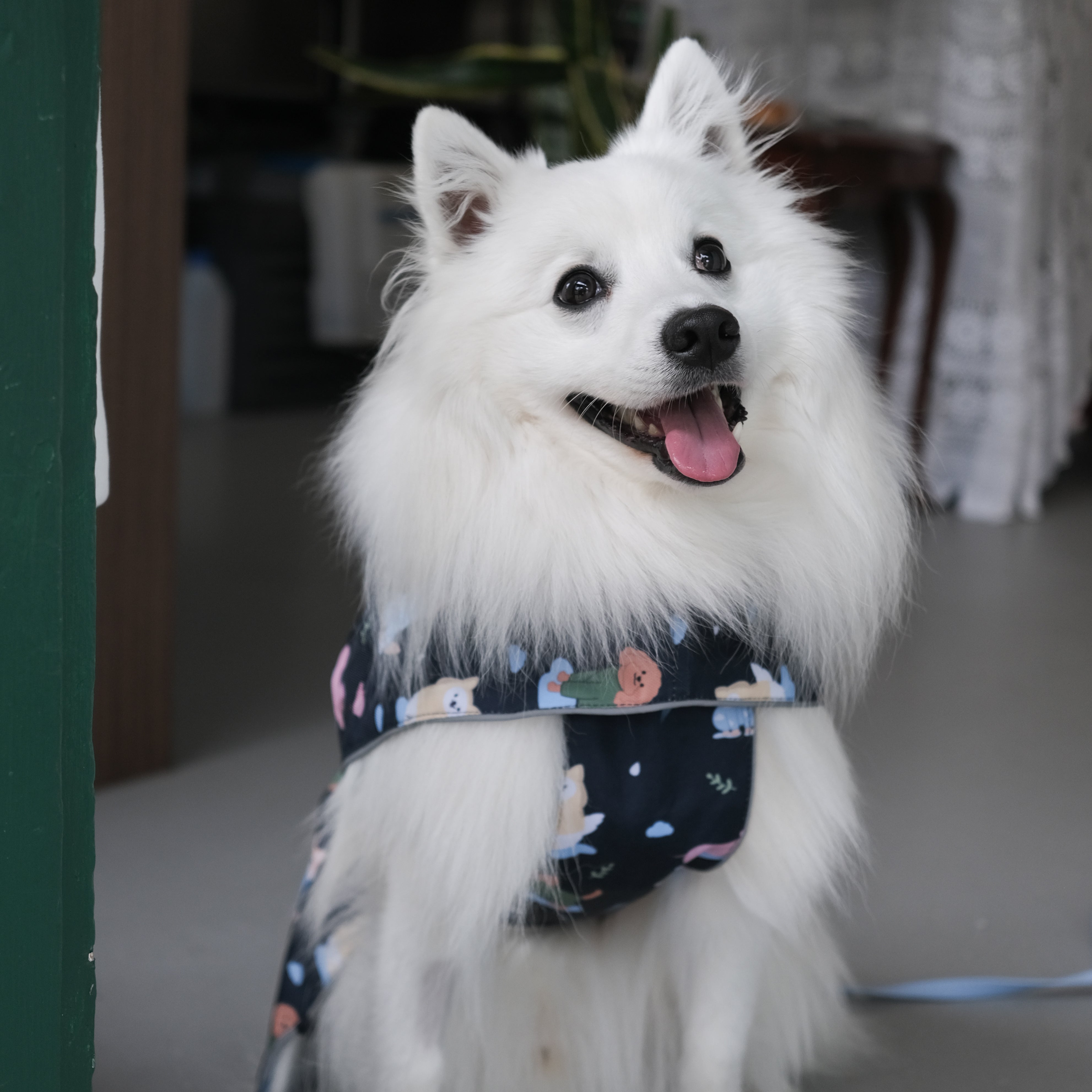 dogs in the rain reversible raincoat 2.0 [with buckle!]