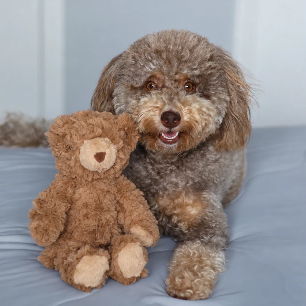 teddy | lambwolf co