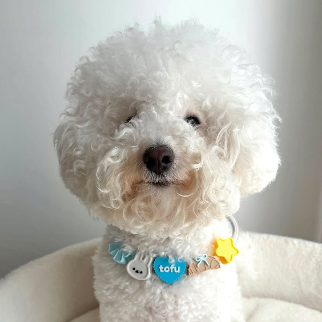 Personalised LED Night Collar Set