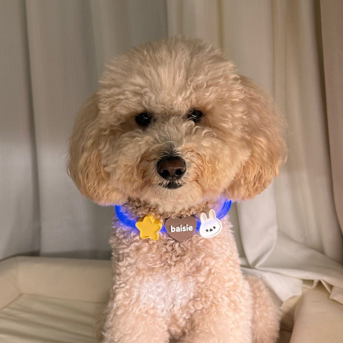 Personalised LED Night Collar Set