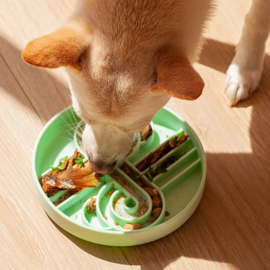 zoomies slow feeder bowl | ollie b good