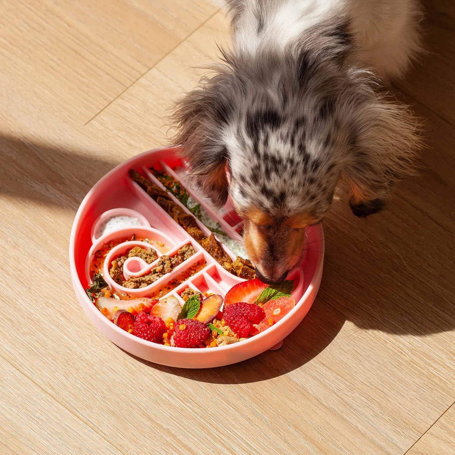 zoomies slow feeder bowl | ollie b good
