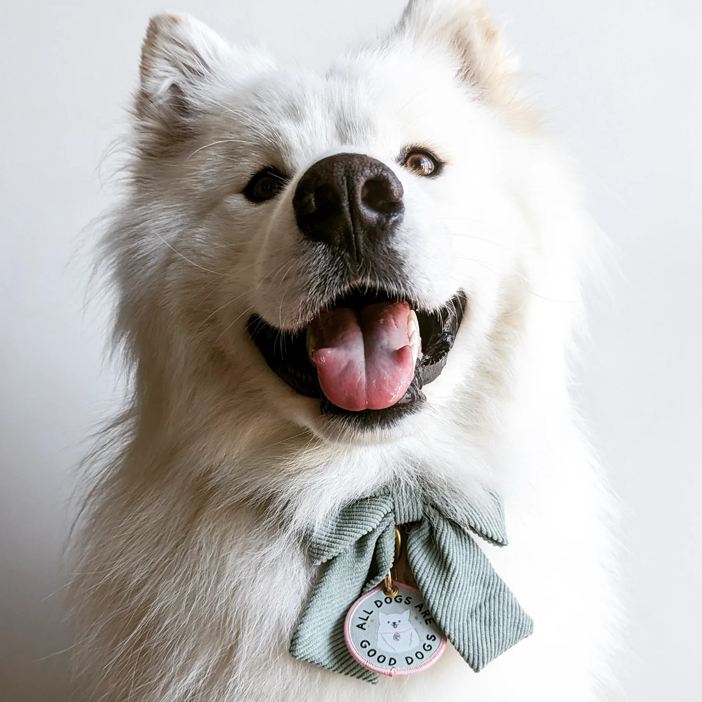 the good dog tag (summit)